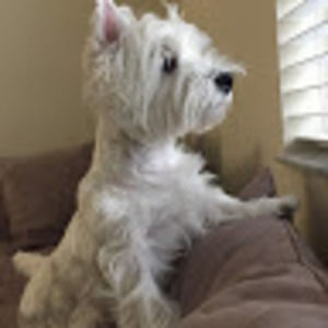 Meet your Posher, Ricky